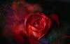 Fototapet - Un trandafir roșu pe fundal negru