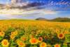 Wall Mural - Sunflowers in the field