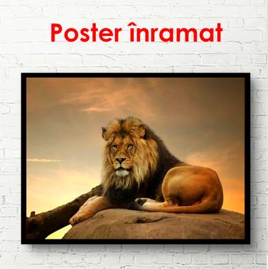 Постер, Лев на камне, 90 x 60 см, Постер в раме, Животные