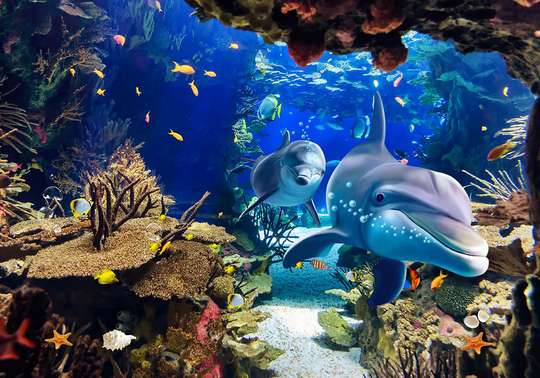 Wall Mural - Dolphins among corals
