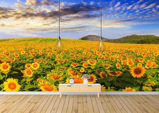 Wall Mural - Sunflowers in the field