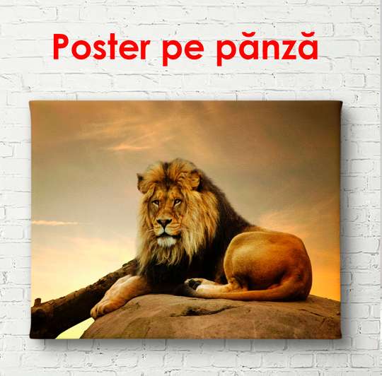 Постер, Лев на камне, 90 x 60 см, Постер в раме
