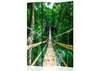 Screen - Wooden bridge along the green forest, 7