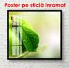 Poster - Green apple close up, 100 x 100 см, Framed poster on glass, Food and Drinks