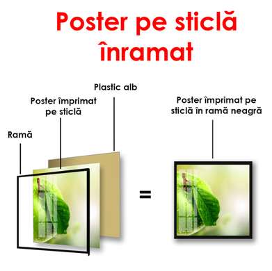Poster - Green apple close up, 100 x 100 см, Framed poster
