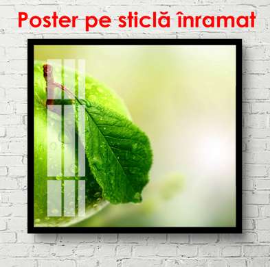 Poster - Mărul verde, 100 x 100 см, Poster înrămat, Alimente și Băuturi