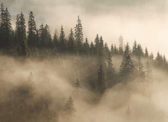 Фотообои - Елки в тумане