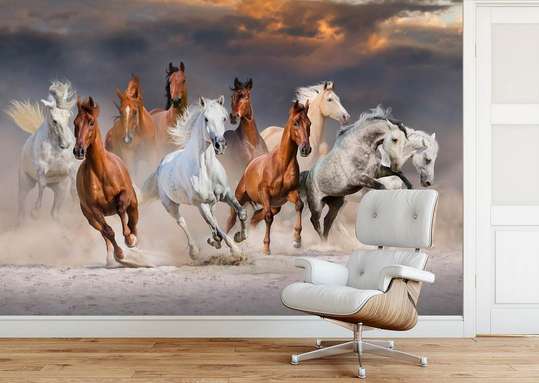 Фотообои - Галоп лошадей на фоне заката