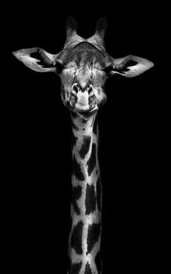Постер - Жираф и зебра, 60 x 90 см, Постер на Стекле в раме, Наборы