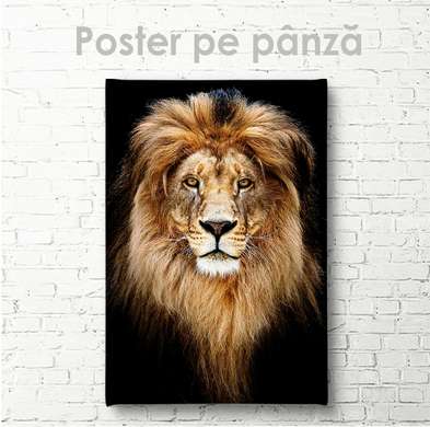 Постер, Грациозный лев, 60 x 90 см, Постер на Стекле в раме