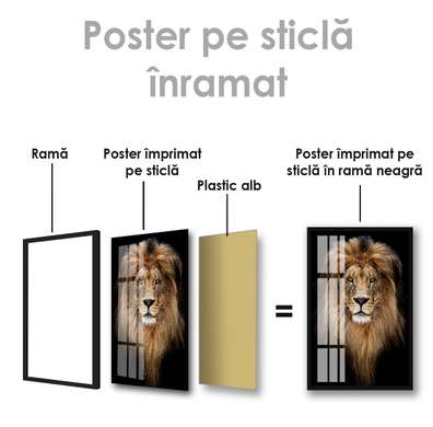 Poster, Graceful lion, 60 x 90 см, Framed poster on glass