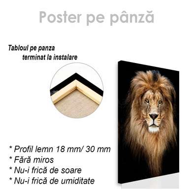 Poster, Graceful lion, 60 x 90 см, Framed poster on glass