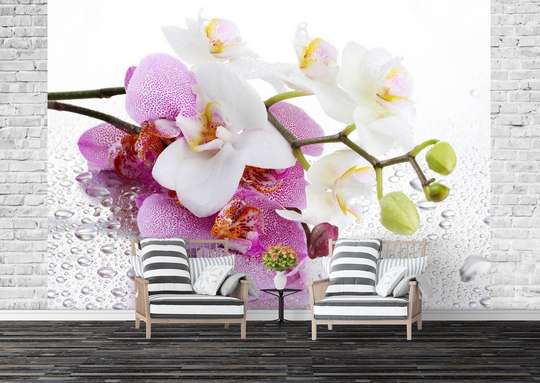 Фотообои - Орхидея и утренняя роса