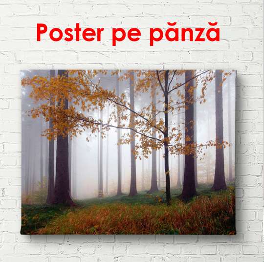 Постер - Туманный лес, 90 x 60 см, Постер в раме
