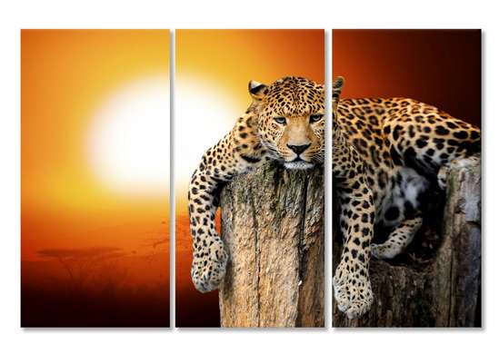 Modular picture, Leopard at sunset