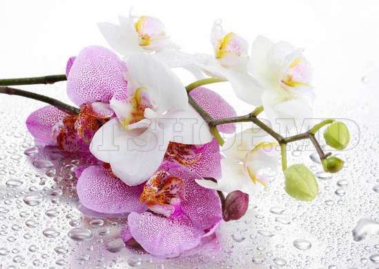 Фотообои - Орхидея и утренняя роса
