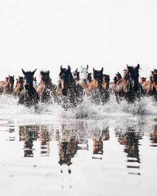 Poster - Horses in the water, 30 x 45 см, Canvas on frame, Animals