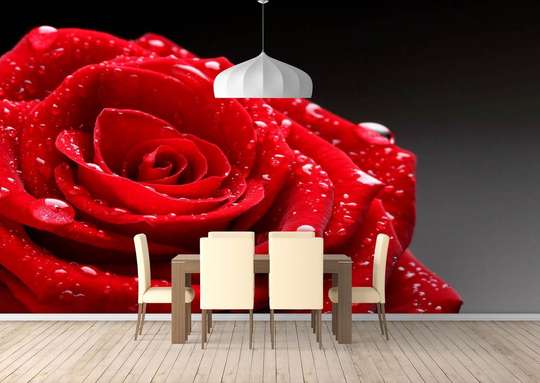 Wall Mural - Red rose on a gray background.