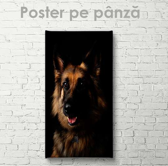 Poster, Câinele Ciobanesc, 30 x 45 см, Panza pe cadru, Animale