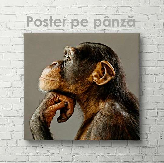 Постер, Мудрый взгляд, 40 x 40 см, Холст на подрамнике, Животные