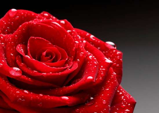 Fototapet - Trandafiri roșii pe fundal gri