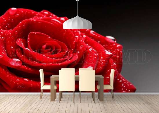 Wall Mural - Red rose on a gray background.