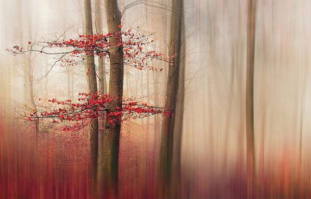 Постер - Красный лес, 90 x 60 см, Постер на Стекле в раме, Природа