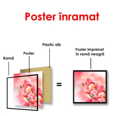 Постер - Цветок розовой орхидеи, 100 x 100 см, Постер в раме, Цветы