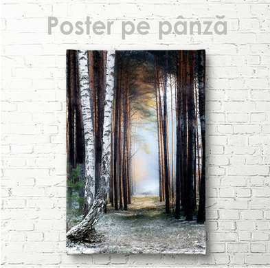 Poster - Path in the woods, 60 x 90 см, Framed poster on glass, Nature