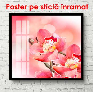 Poster - Pink orchid flower, 100 x 100 см, Framed poster, Flowers