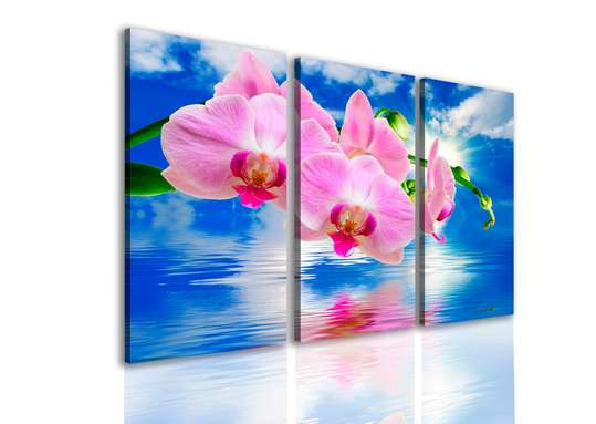 Tablou Pe Panza Multicanvas, Orhidee roz pe un fundal albastru., 70 x 50