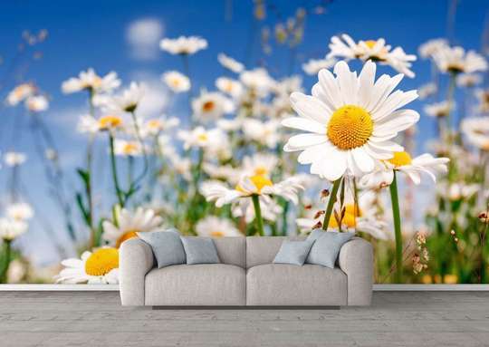 Wall Mural - Field with camomile