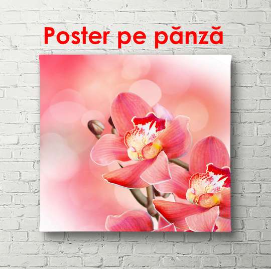 Постер - Цветок розовой орхидеи, 100 x 100 см, Постер в раме