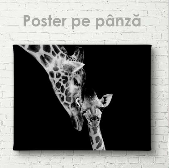 Poster, Mother Giraffe and her cub, 45 x 30 см, Canvas on frame, Animals