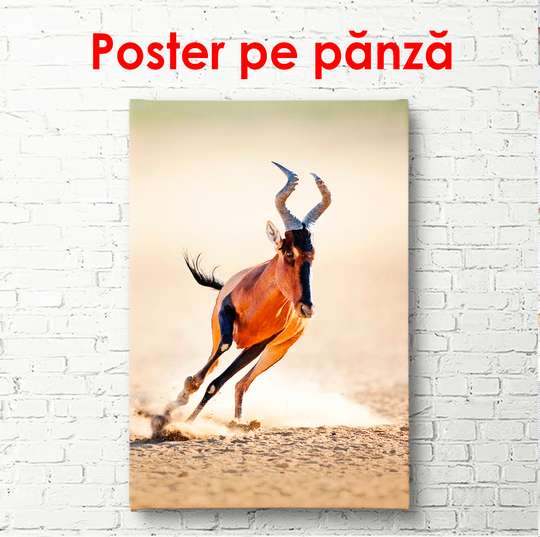 Постер, Горный козел бежит по песку, 60 x 90 см, Постер в раме, Животные