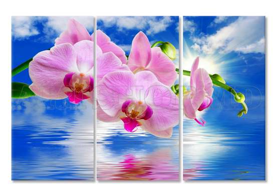 Модульная картина, Розовая орхидея на синем фоне.