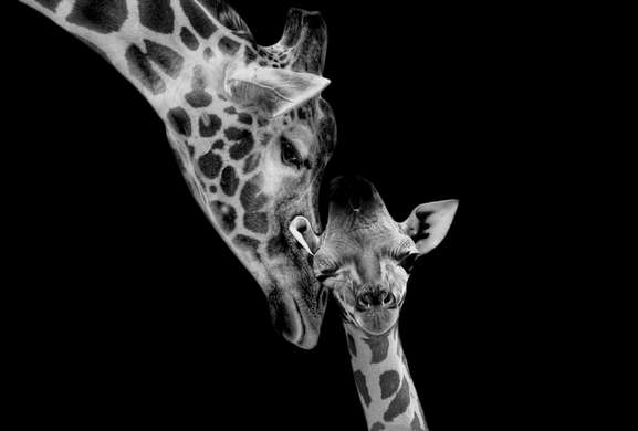 Poster, Mother Giraffe and her cub, 90 x 60 см, Framed poster on glass, Animals
