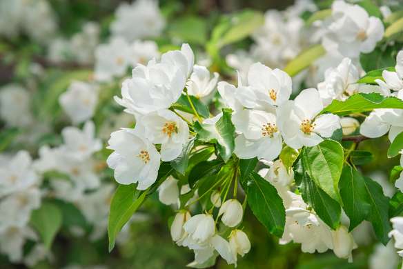 Fototapet - Ramura de primăvară a florilor de vișin