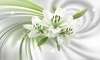Modular picture, White lily on a green background., 106 x 60