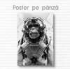 Poster, Poză alb-negru a unei maimuțe, 60 x 90 см, Poster inramat pe sticla