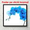 Poster - Blue Orchid, 40 x 40 см, Canvas on frame, Minimalism