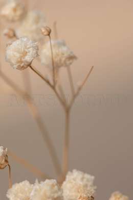 Poster - Dried Gypsophila Flowers, 30 x 45 см, Canvas on frame, Botanical