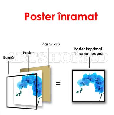 Poster - Orhideea albastră, 40 x 40 см, Panza pe cadru, Minimalism