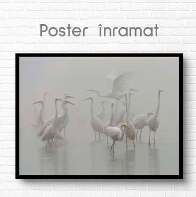 Poster, Păsări în ceață