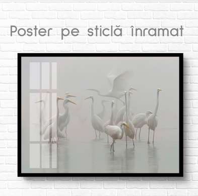 Poster, Păsări în ceață