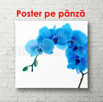 Poster - Orhideea albastră, 40 x 40 см, Panza pe cadru, Minimalism