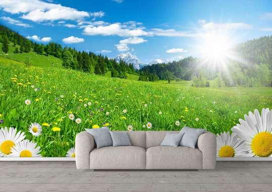 Wall Mural - Sunrise in a field with daisies