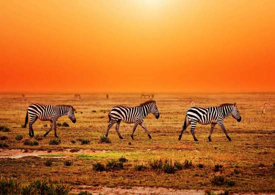 Фотообои - Зебры на фоне заката