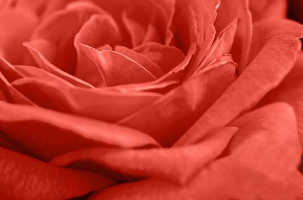 Фотообои - Красная роза крупным планом
