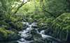 Wall mural - Rocky waterfall in the green forest